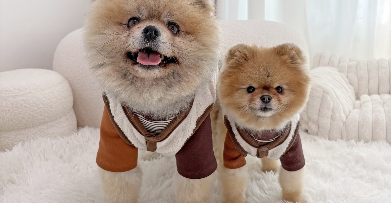 pom!pom!pom!のドッグウェア着用写真