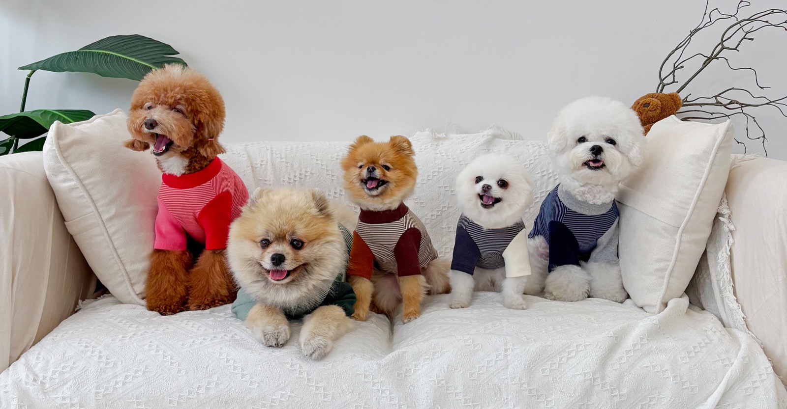 pom!pom!pom!のドッグウェア着用写真