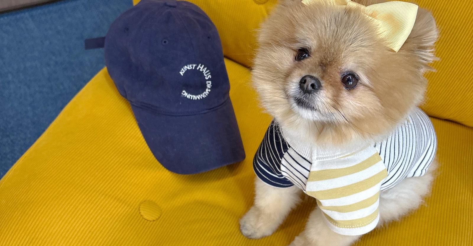pom!pom!pom!のボーダーTシャツを着たポメラニアン