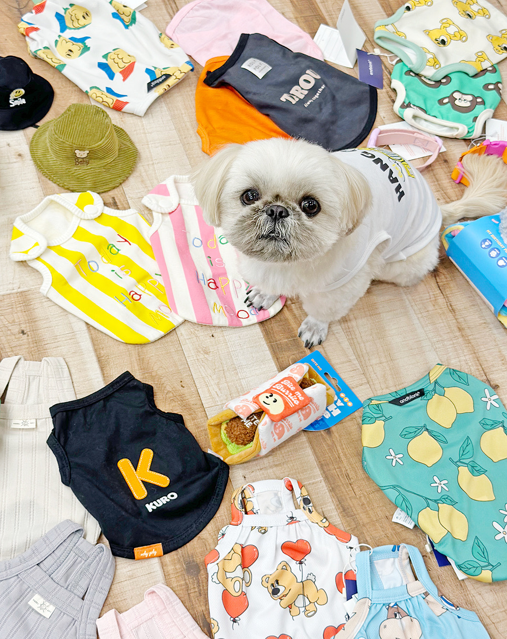 たくさんの犬服に囲まれたシーズー