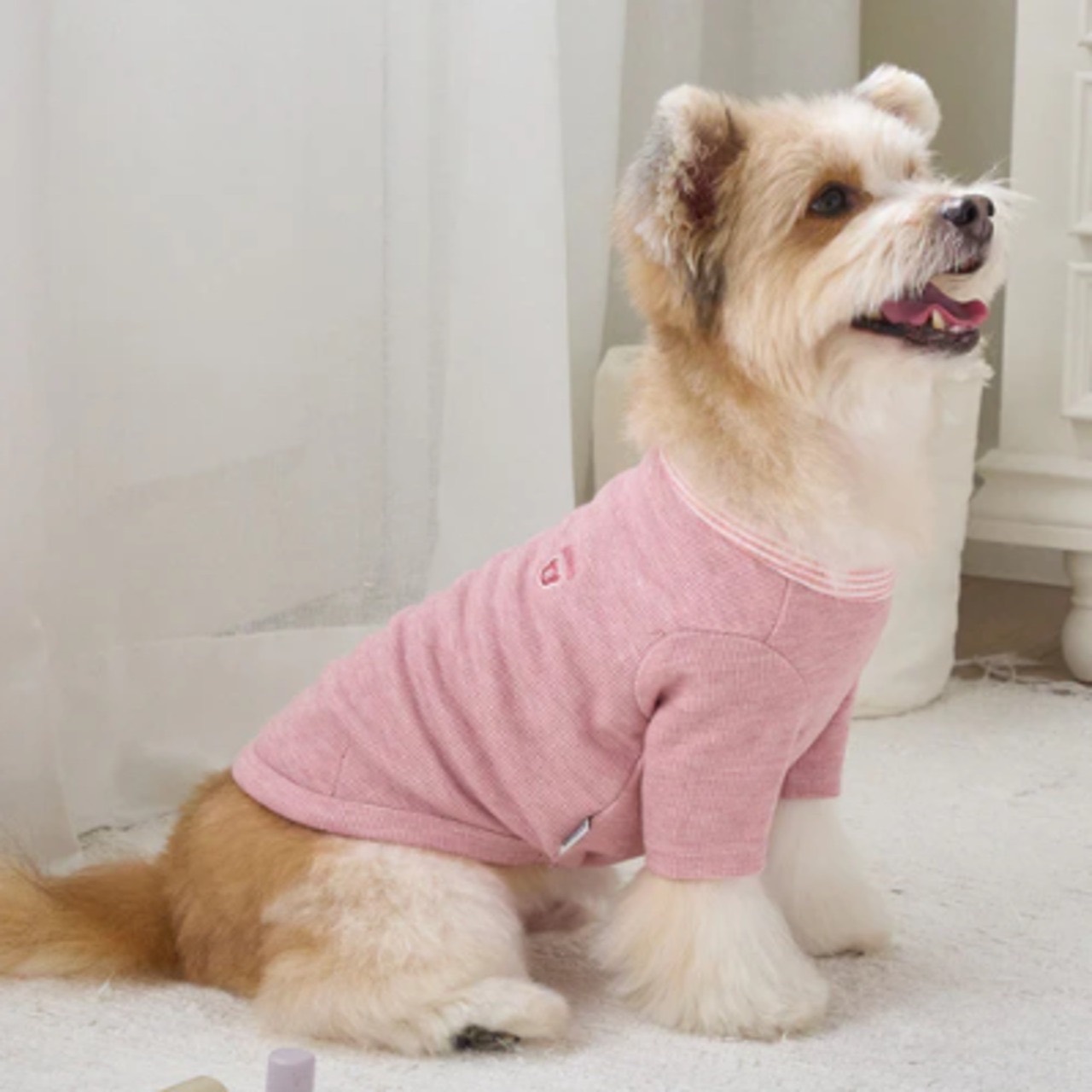 roly polyで取り扱う犬服の着用写真