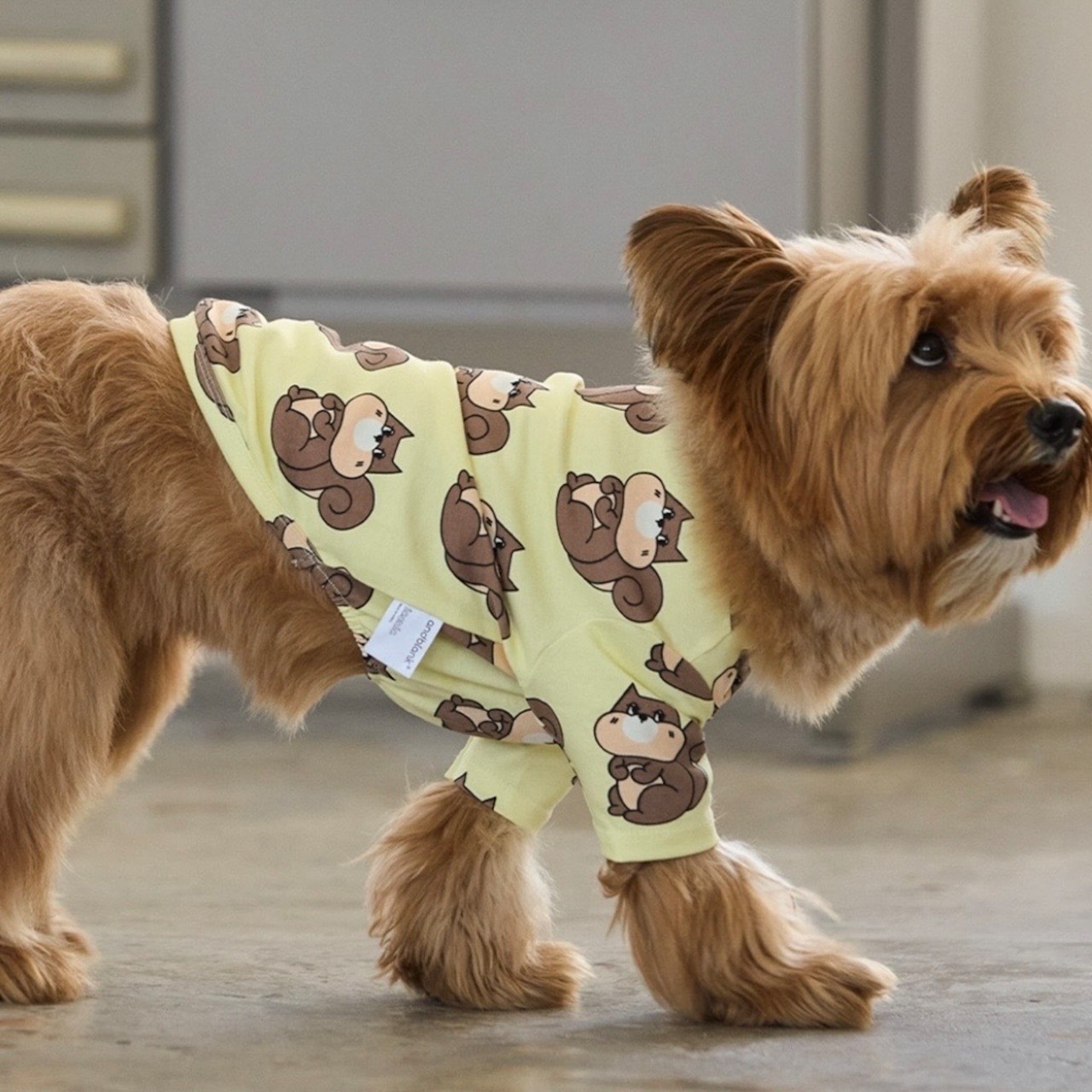 roly polyで取り扱う犬服の着用写真