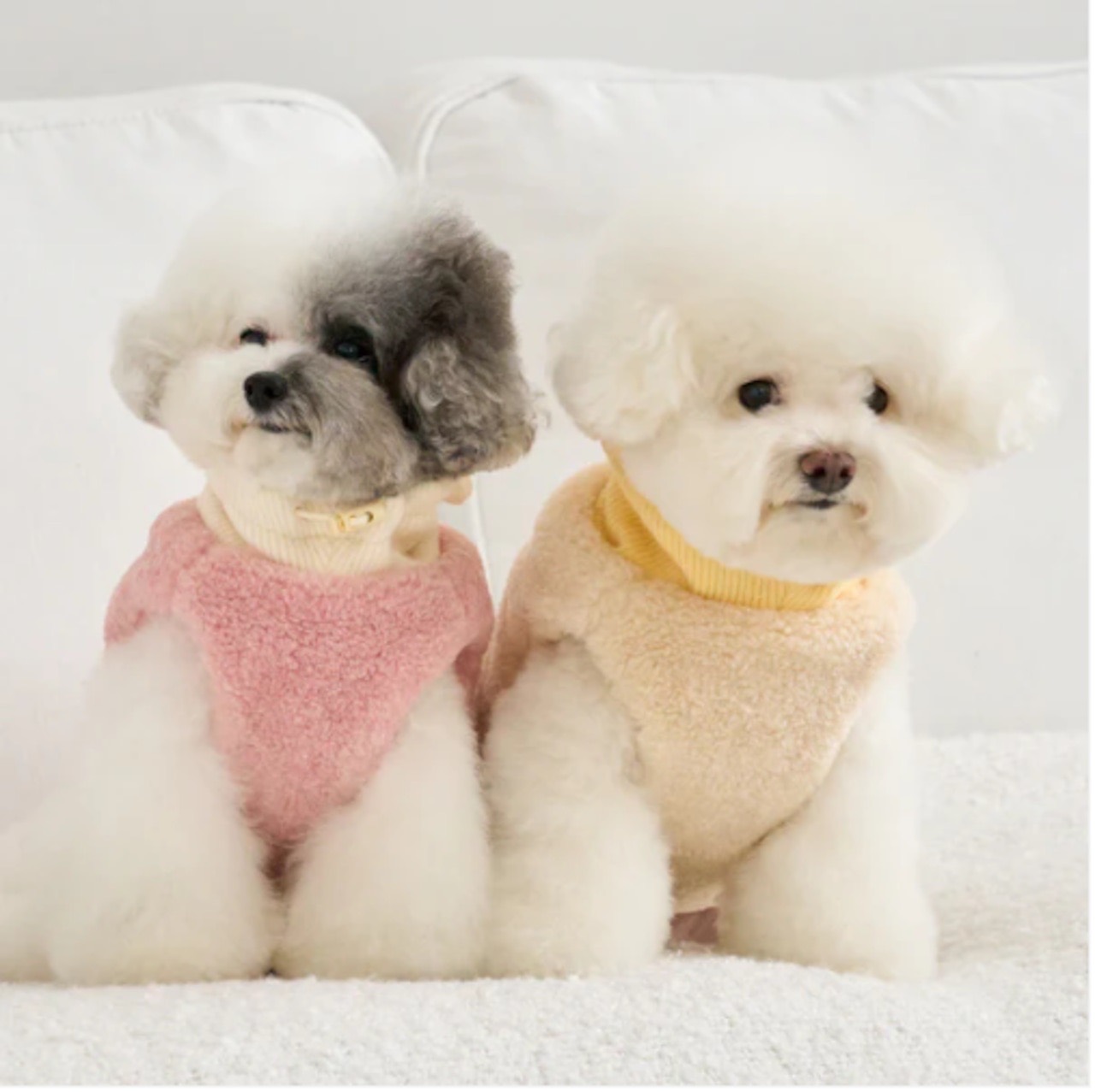 roly polyで取り扱う犬服の着用写真